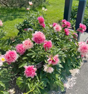 Spanning Lifetimes: Dig into the garden this fall  with some long-lived perennials